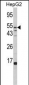 FUCA1 Antibody (Center)